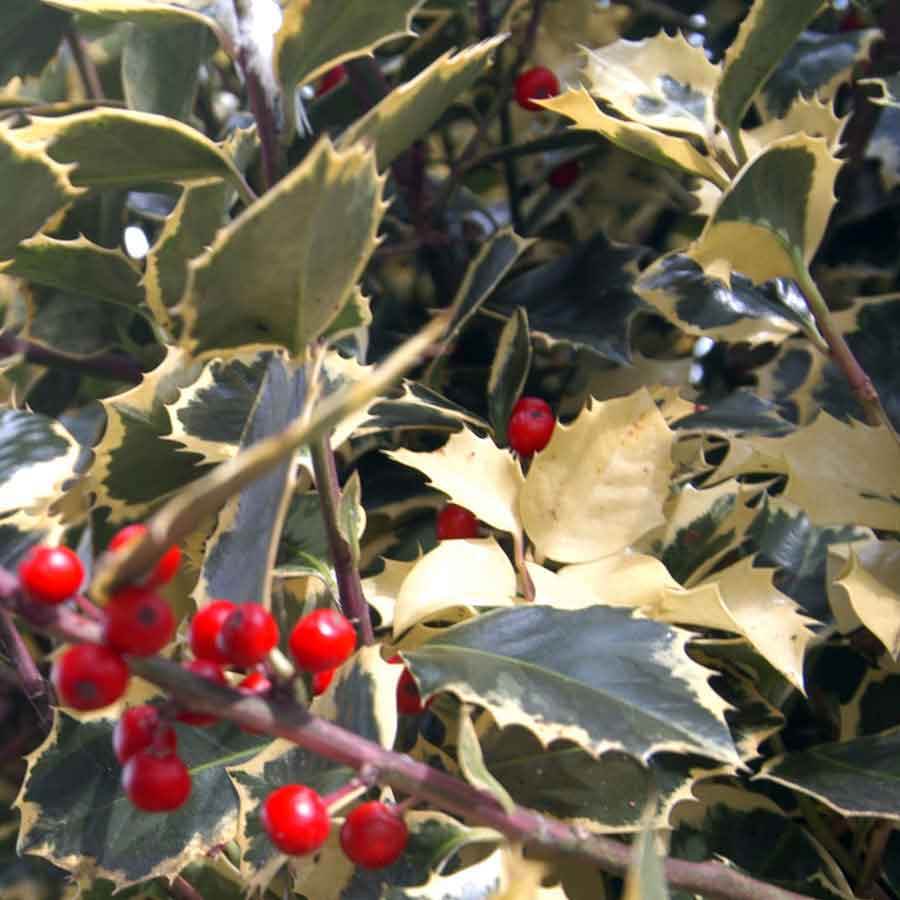 Golden King Holly Tree - Gardeners Club - Tree2mydoor