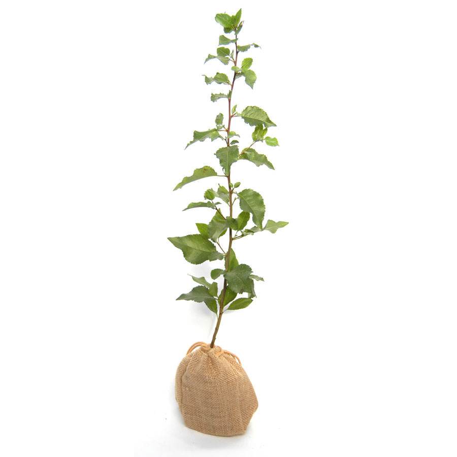 Wild Pear Tree Gift - Native Tree Gift - Tree2mydoor