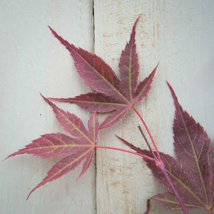 Deep Red leaves of the Going Red Japanese Maple Tree