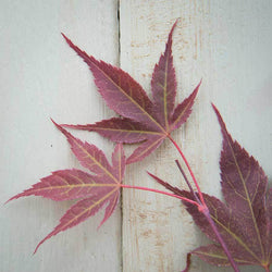 Going Red Japanese Maple Tree Gift - Acer Tree Gift - Tree2mydoor