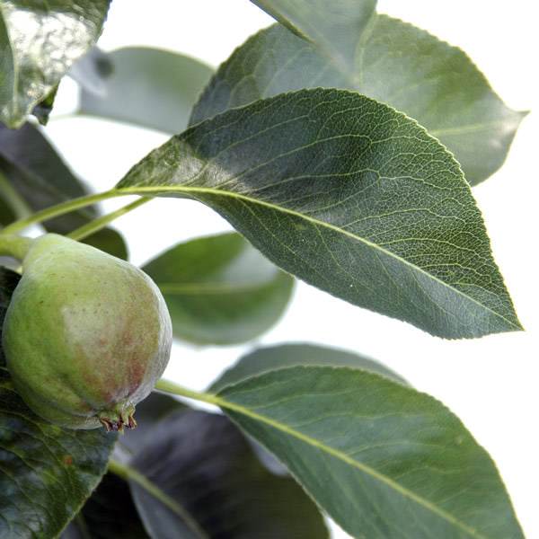 Dwarf Pear Tree Gift - Fruit Tree Gift - Tree2mydoor