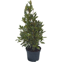 Bay Laurel Pyramid Gift - Bay Tree Gift - Tree2mydoor