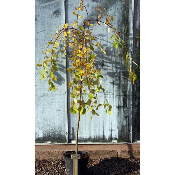 Kilmarnock Willow Tree Gift - Gardeners Club - Tree2mydoor