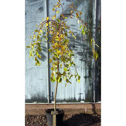 Kilmarnock Willow Tree Gift - Gardeners Club - Tree2mydoor