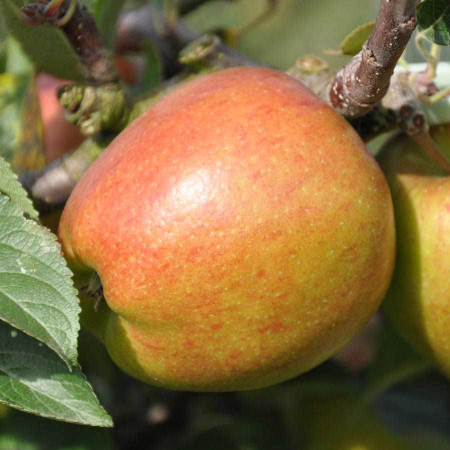 Braeburn Apple Tree Gift - Fruit Tree Gift - Tree2mydoor