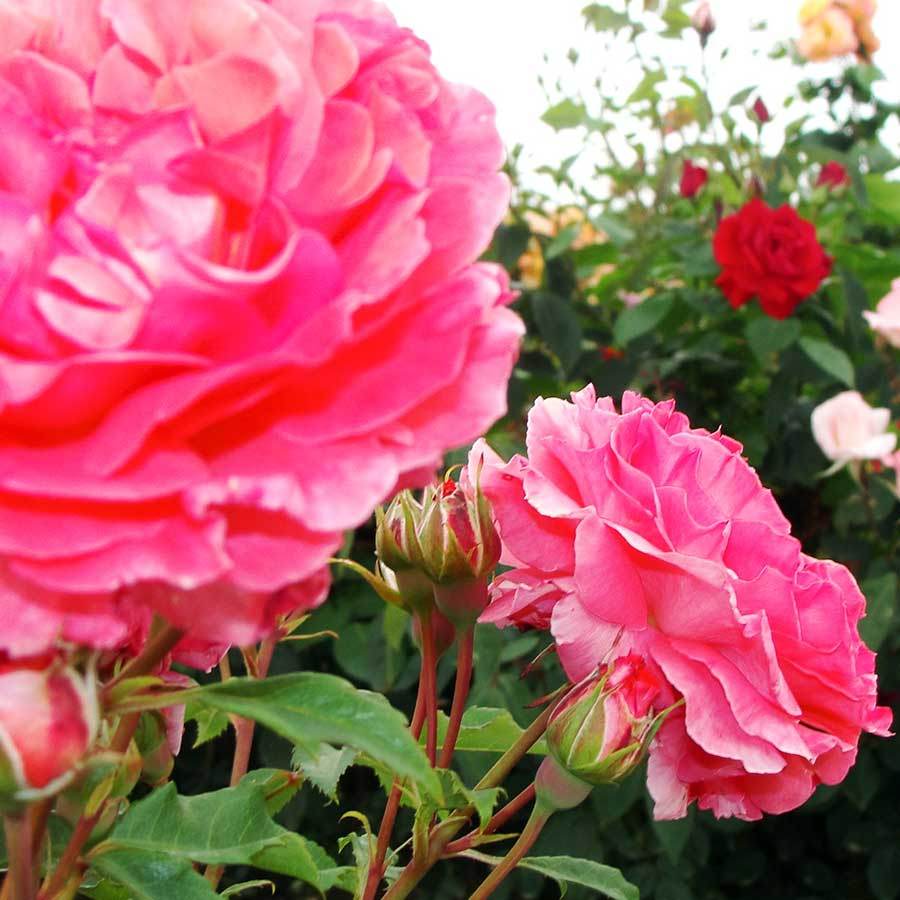 Just Married Rose Bush Gift - Rose Bush Gift - Tree2mydoor