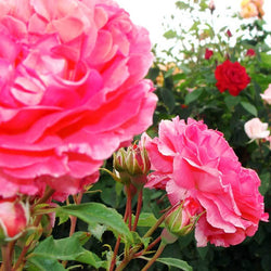 Just Married Rose Bush Gift - Rose Bush Gift - Tree2mydoor