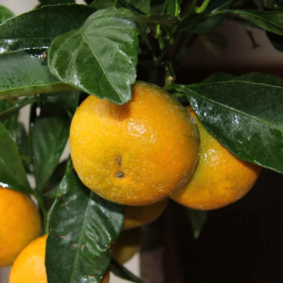 Tangerine Tree Gift - Citrus Tree Gift - Tree2mydoor
