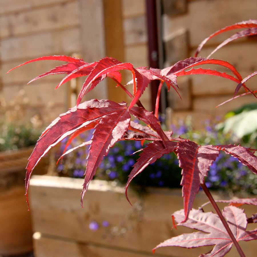 Red Leaves of The Enkan Japanese Maple