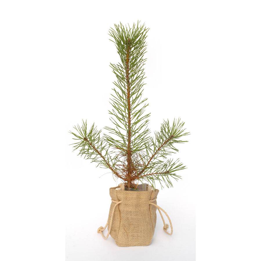 Scots Pine Tree Gift - Native Tree Gift - Tree2mydoor