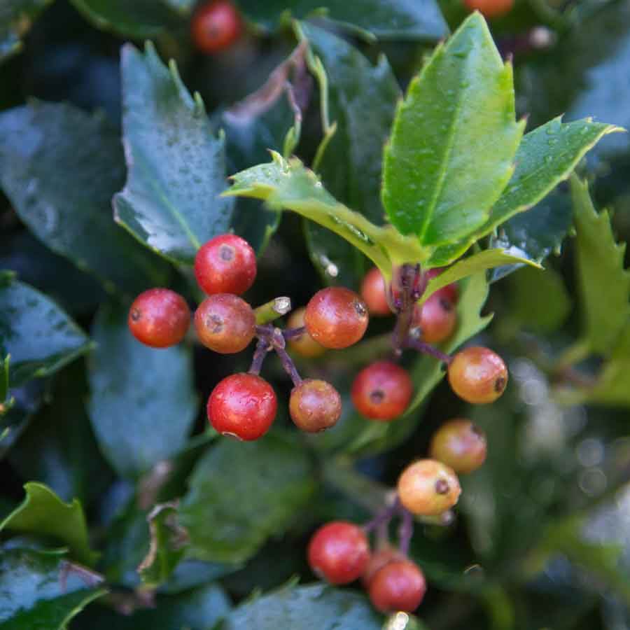 Christmas Ball Holly Tree Gift - Holly Tree Gift - Tree2mydoor