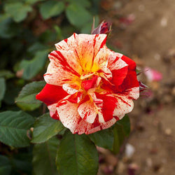 Hanky Panky Rose Bush Gift - Rose Bush Gift - Tree2mydoor