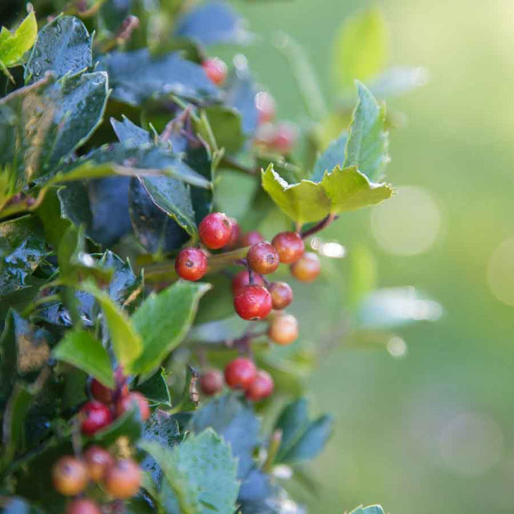 Red Berry Christmas Holly Ball