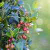 Red Berry Christmas Holly Ball