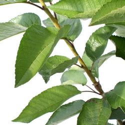 Stella Cherry Tree Gift - Fruit Tree Gift - Tree2mydoor