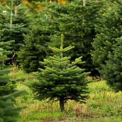 5ft Nordmann Fir Cut Christmas Tree No Stand - Christmas Tree Gift - Tree2mydoor