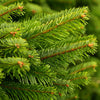 5ft Christmas Trees UK