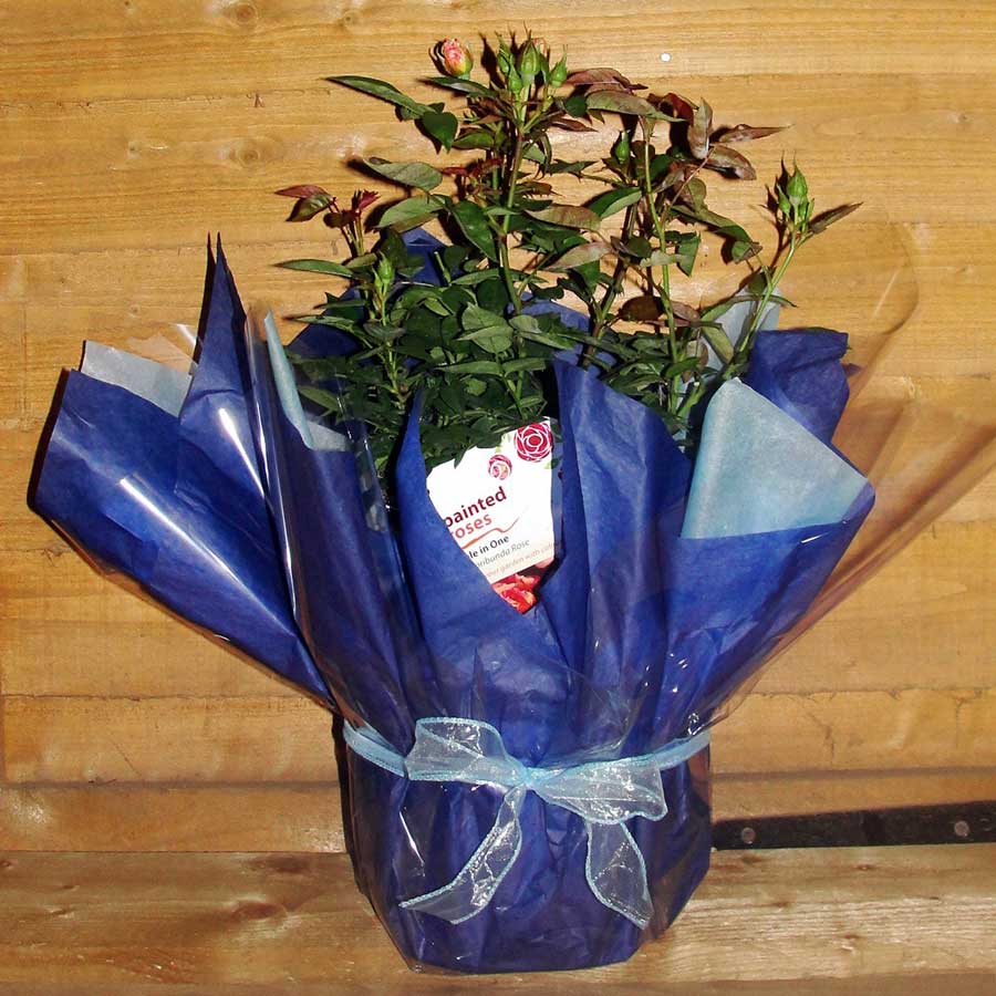 Gift Wrapped Rose Bush