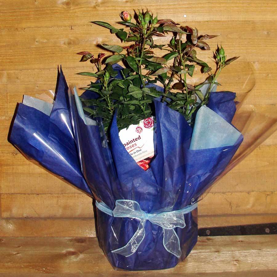 Hole In One Rose Gift - Rose Bush Gift - Tree2mydoor