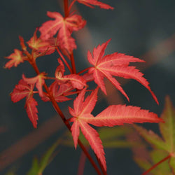 Isobel Japanese Maple Tree Gift - Acer Tree Gift - Tree2mydoor