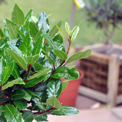 Bay Tree Gift - Medium - Bay Tree Gift - Tree2mydoor