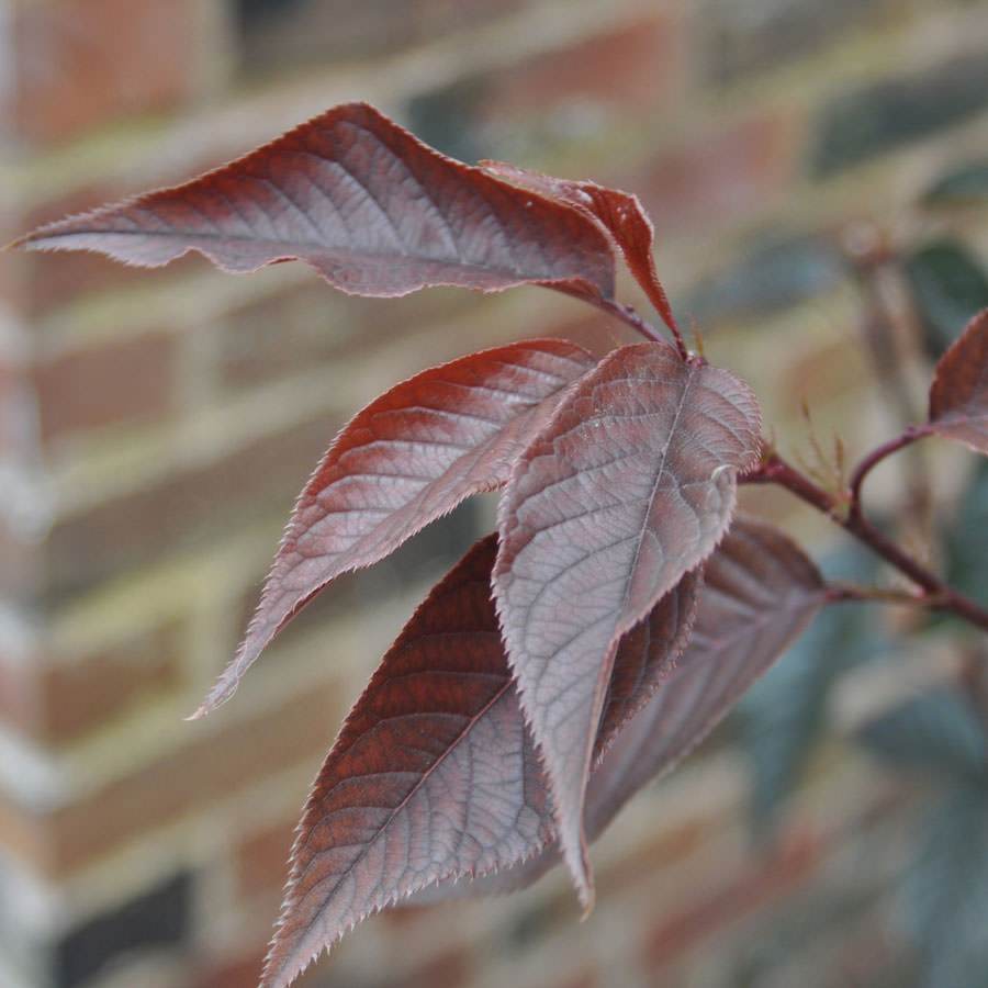 Royal Burgundy Flowering Cherry Gift - Flowering Tree Gift - Tree2mydoor