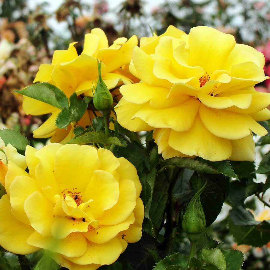 Best Of Luck Rose Gift - Rose Bush Gift - Tree2mydoor