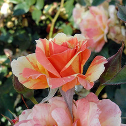 Hole In One Rose Gift - Rose Bush Gift - Tree2mydoor