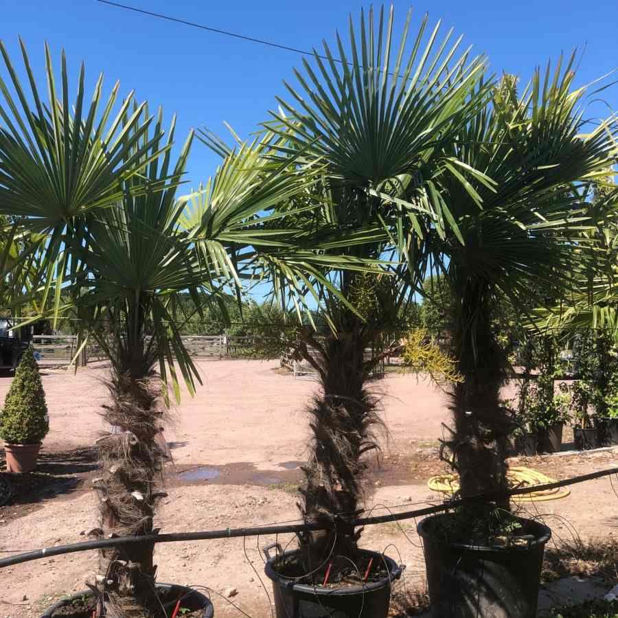 60L Trachycarpus fortunei 2m 1 x Trachycarpus fortunei - Gardeners Club - Tree2mydoor
