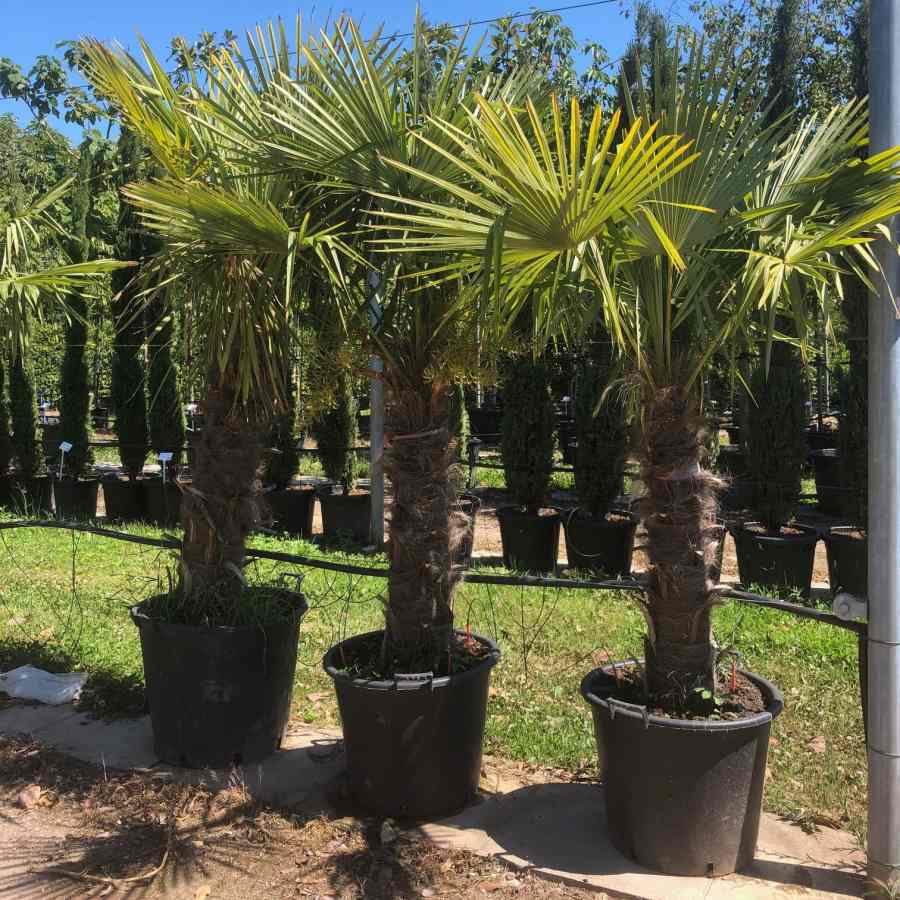 60L Trachycarpus fortunei 2m 1 x Trachycarpus fortunei - Gardeners Club - Tree2mydoor