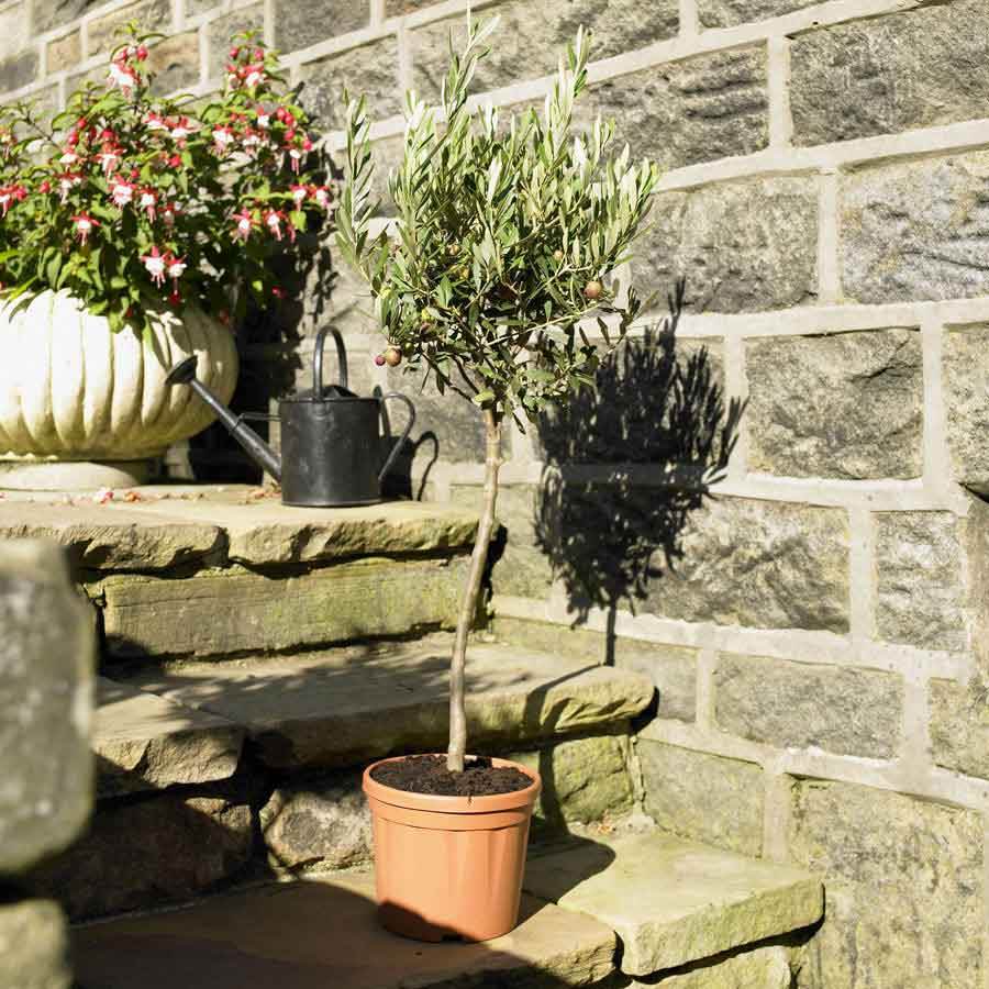The Olive Tree Gift Small (1.5L pot, 40 - 50cm height) - Olive Tree Gift - Tree2mydoor