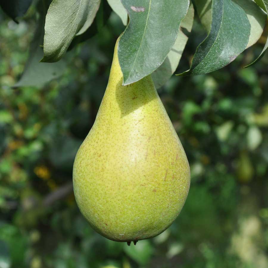 Ripe Concorde Pears on a Tree