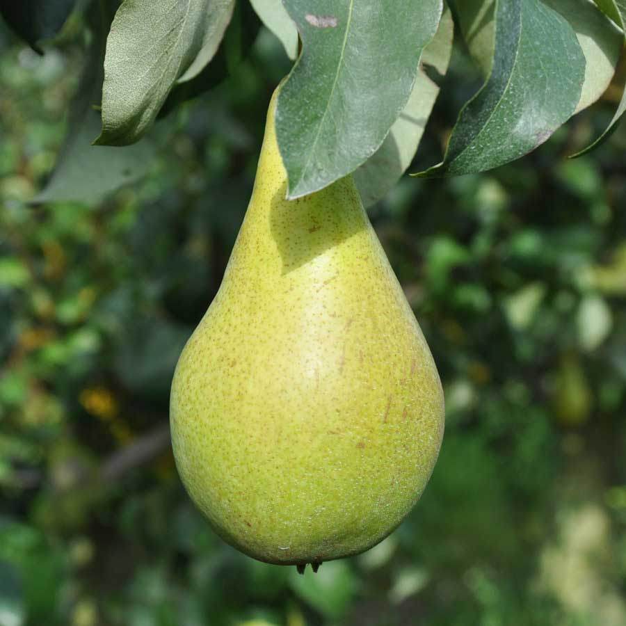 Concorde Pear Tree Gift - Fruit Tree Gift - Tree2mydoor