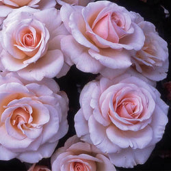 Pearl Abundance Standard Rose Bush Gift - Rose Bush Gift - Tree2mydoor