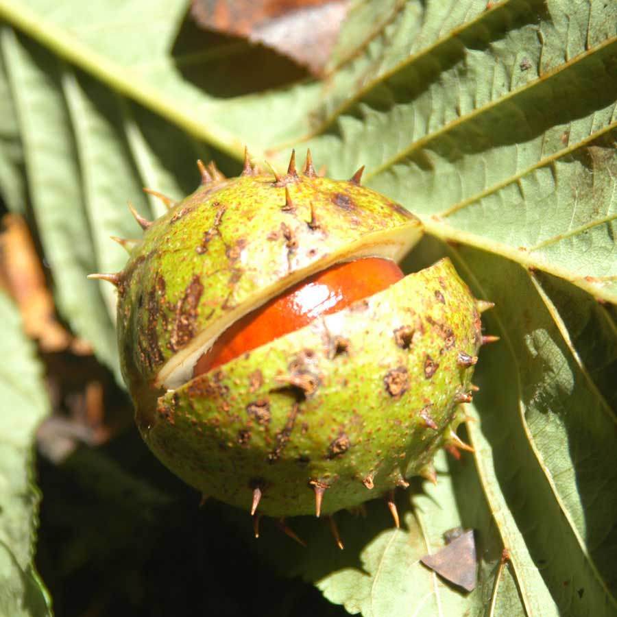 Conca Tree Horse Chestnut Tree Gift | Buy a Conker Tree as a Gift – Tree2mydoor