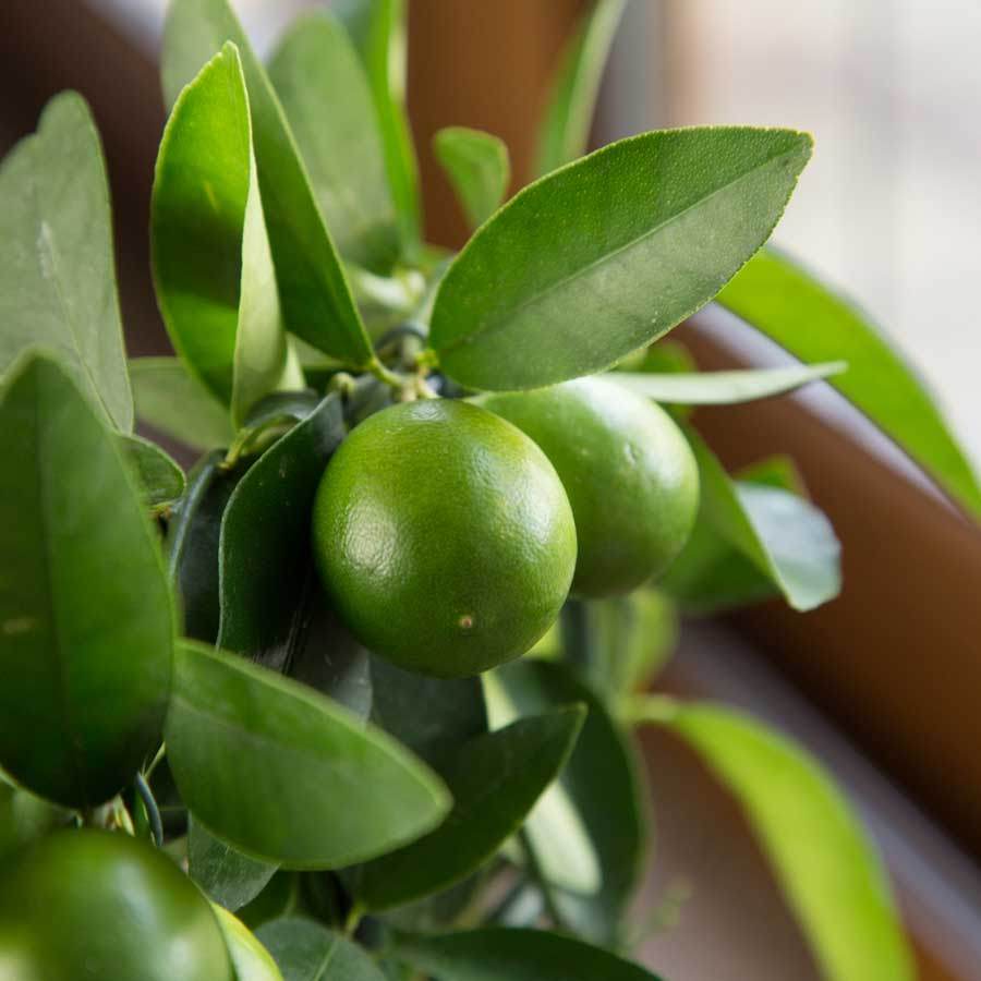 Mini Limequat Tree Gift - Citrus Tree Gift - Tree2mydoor