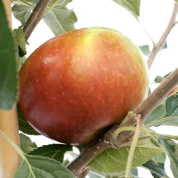 Queen Cox Apple Tree Gift - Fruit Tree Gift - Tree2mydoor