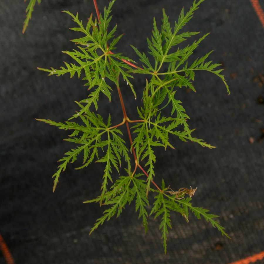 Emerald Lace Japanese Maple Tree Gift - Acer Tree Gift - Tree2mydoor