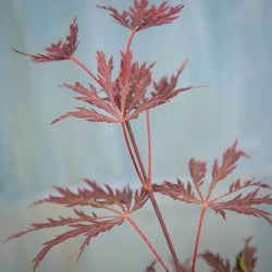 Garnet Japanese Maple Tree Gift - Acer Tree Gift - Tree2mydoor
