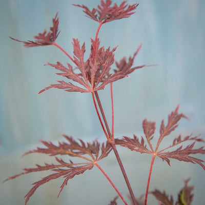 Garnet Japanese Maple Tree