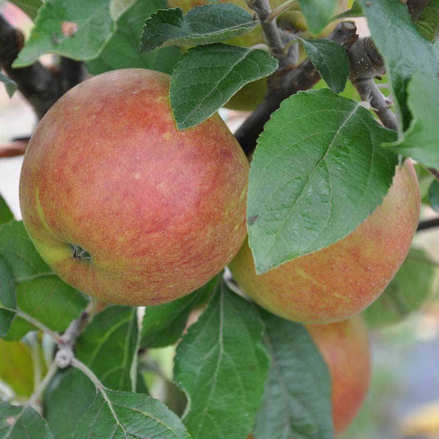 Queen Cox Apple Tree Gift - Fruit Tree Gift - Tree2mydoor