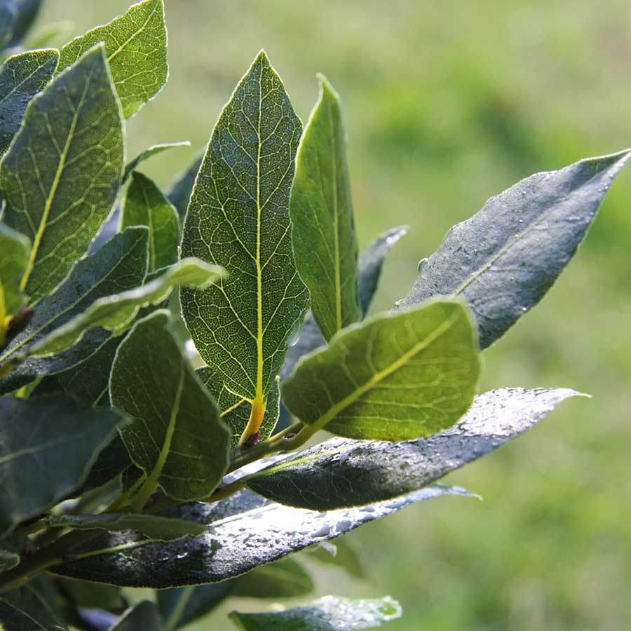 Pair of Bay Trees Gift Send Bay Trees