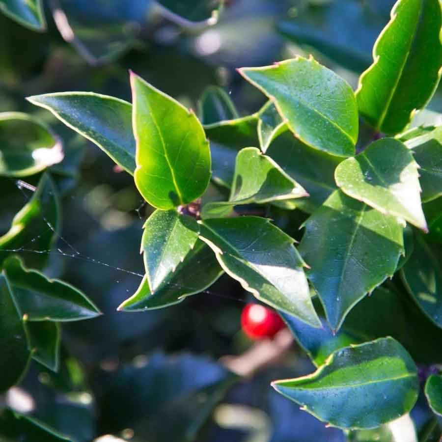 Christmas Holly Tree Gift - Holly Tree Gift - Tree2mydoor