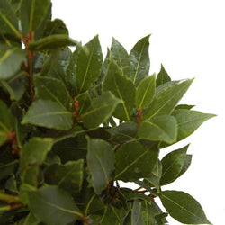 Bay Laurel Pyramid Gift - Bay Tree Gift - Tree2mydoor