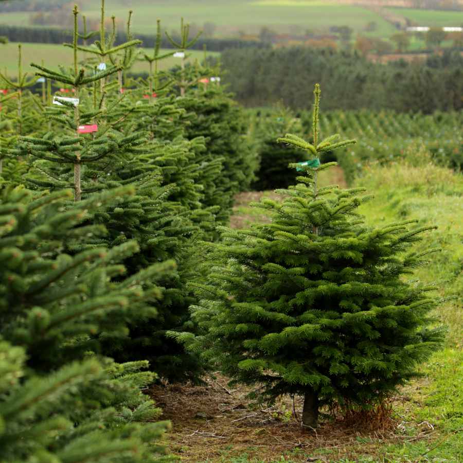 6ft Christmas Tree | Premium UK Nordmann Fir Tree