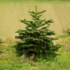 6ft Christmas Trees for Sale