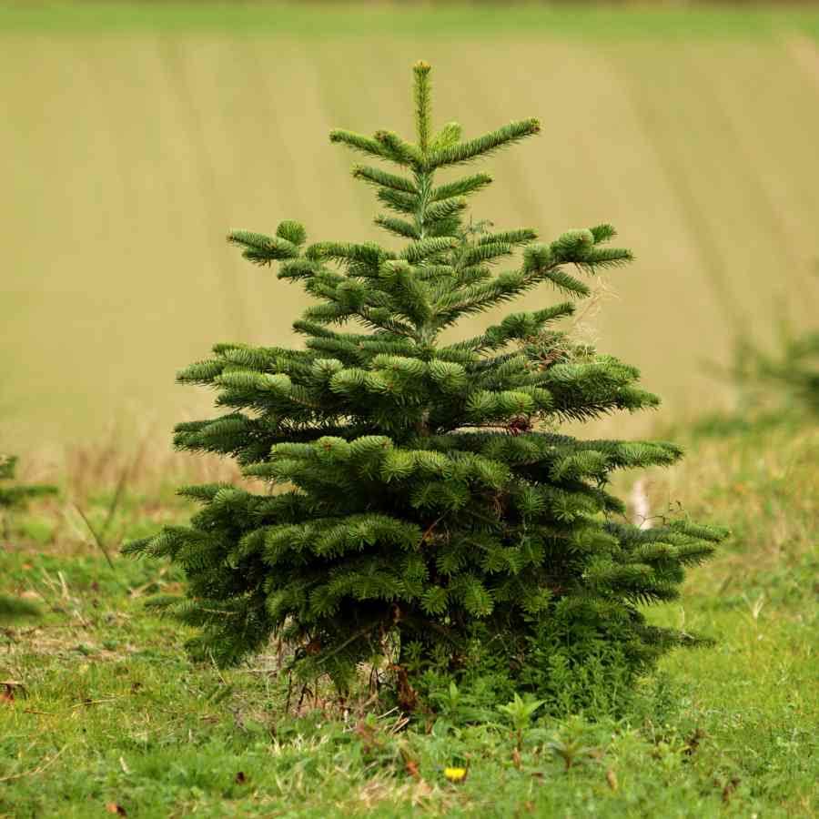 6ft Nordmann Fir Cut Christmas Tree No Stand - Christmas Tree Gift - Tree2mydoor