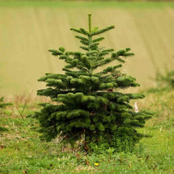 6ft Nordmann Fir Cut Christmas Tree No Stand - Christmas Tree Gift - Tree2mydoor