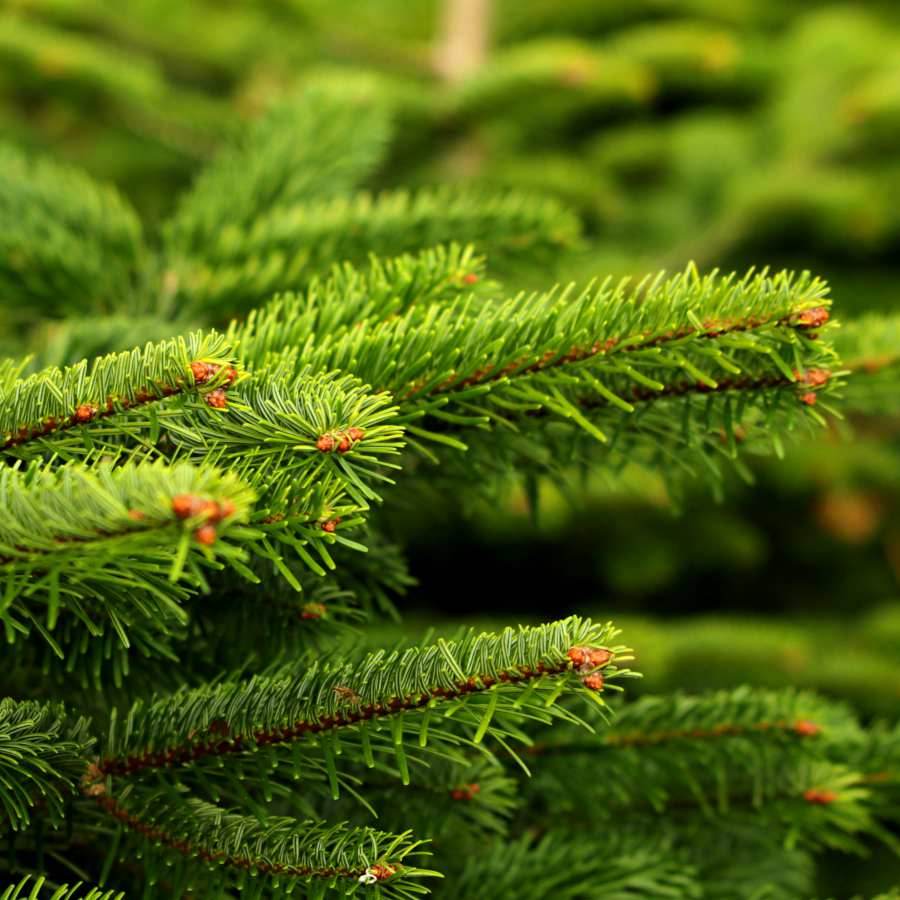 6ft Nordmann Fir Cut Christmas Tree No Stand - Christmas Tree Gift - Tree2mydoor