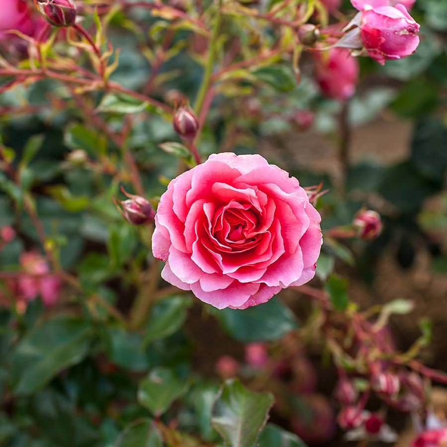 Happy Retirement Years Rose Bush - Rose Bush Gift - Tree2mydoor